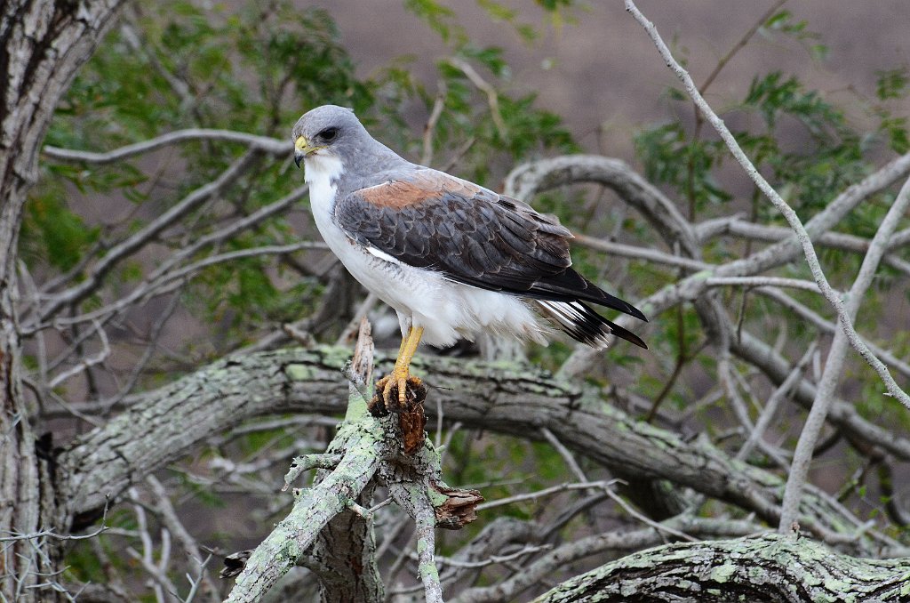 Hawk, White-tailed, 2013-01083947 Laguna Atascosa area, TX.JPG - White-tailed Hawk. Approach to Laguna Atascosa NWR, TX, 1-8-2013